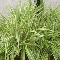 Dianella Tasmanica ‘Variegata’ (Flax Lily)