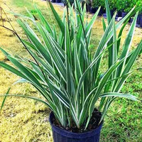 Dianella Tasmanica ‘Variegata’ (Flax Lily)