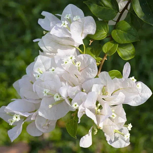 Bougainvillea Plant White