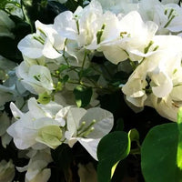 Bougainvillea Plant White
