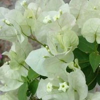 Bougainvillea Plant White