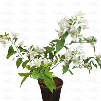 Bougainvillea Plant White
