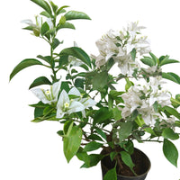 Bougainvillea Plant White