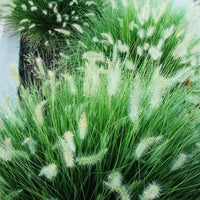 Green Fountain Grass (Pennisetum)