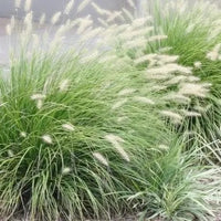 Green Fountain Grass (Pennisetum)