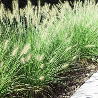 Green Fountain Grass (Pennisetum)