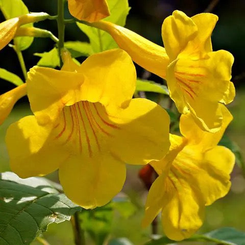 Tecoma Gaudichaudi , Yellow Bells plant
