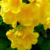 Tecoma Gaudichaudi , Yellow Bells plant