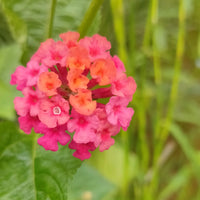 Lantana (Exotic Pink) Plant