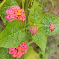 Lantana (Exotic Pink) Plant