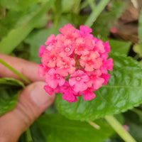 Lantana (Exotic Pink) Plant