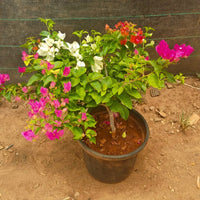 Grafted Bougainvillea Plant ( Multicolour flowers)