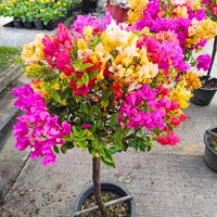Grafted Bougainvillea Plant ( Multicolour flowers)