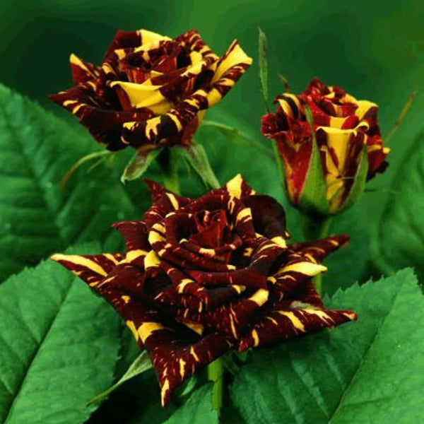 Abracadabra Rose Plant Hocus Pocus Rose