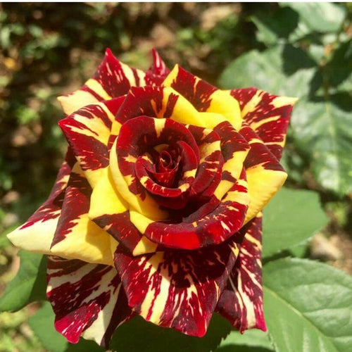 Abracadabra Rose Plant Hocus Pocus Rose