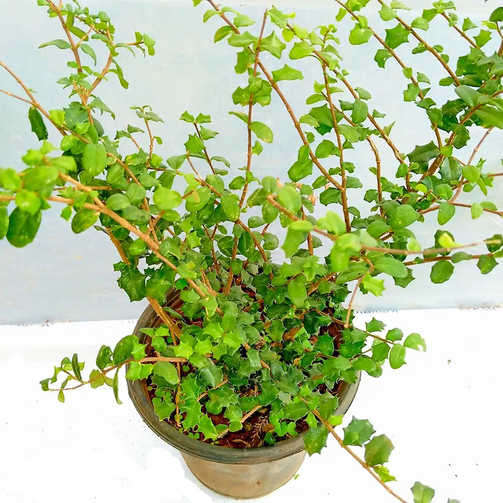 Malpighia Coccigera, Taramani Plant