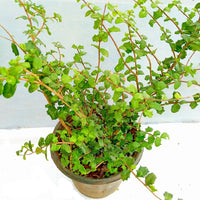 Malpighia Coccigera, Taramani Plant