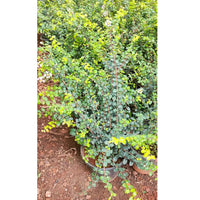 Malpighia Coccigera, Taramani Plant