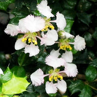 Malpighia Coccigera, Taramani Plant