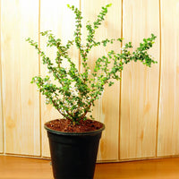 Malpighia Coccigera, Taramani Plant
