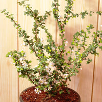 Malpighia Coccigera, Taramani Plant