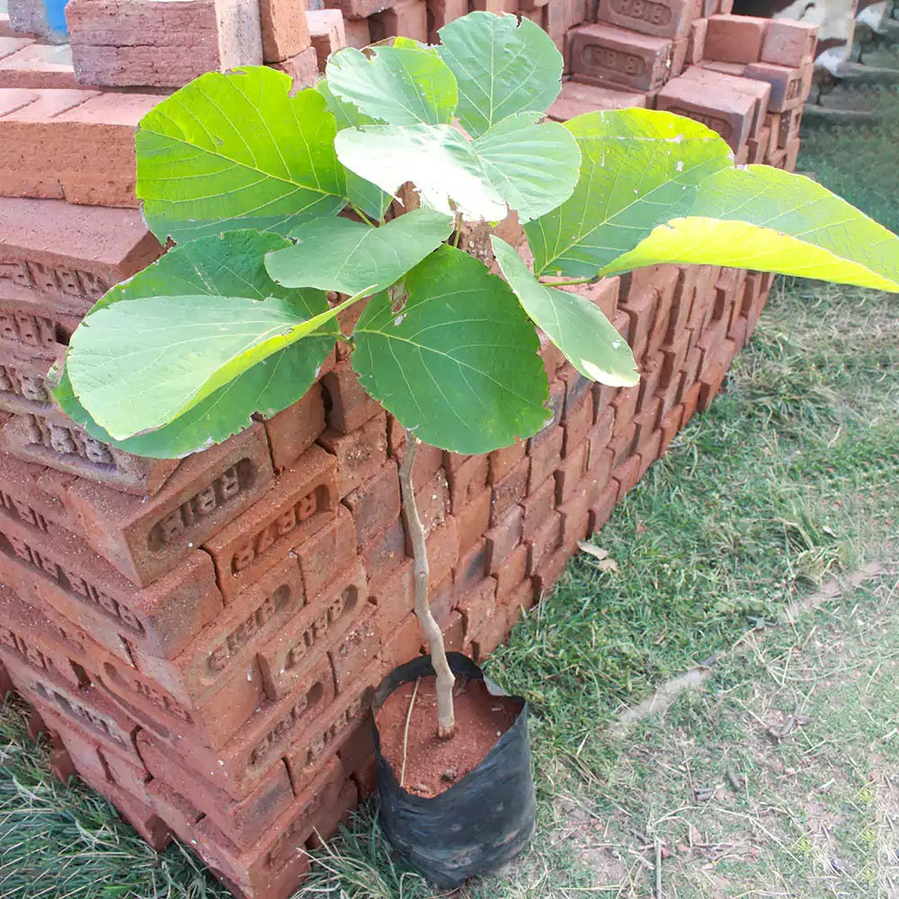 Safed Palash Tesu , Butea monosperma (White)- Plant
