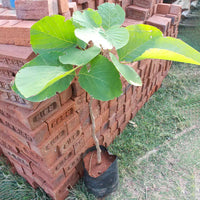 Safed Palash Tesu , Butea monosperma (White)- Plant