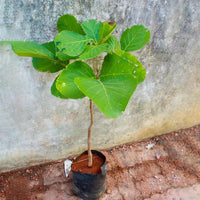 Safed Palash Tesu , Butea monosperma (White)- Plant