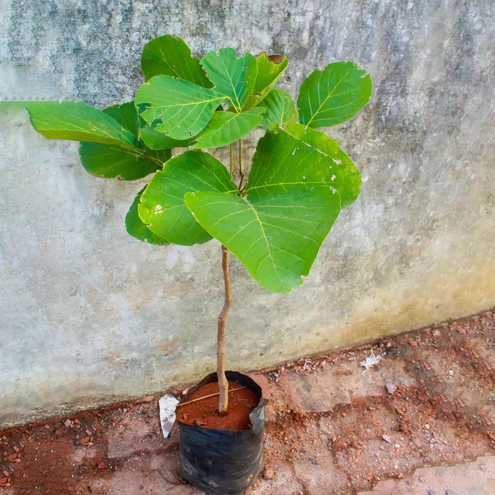 Safed Palash Tesu , Butea monosperma (White)- Plant
