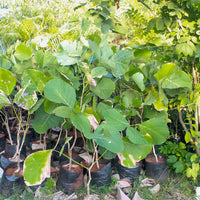 Safed Palash Tesu , Butea monosperma (White)- Plant