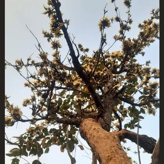 Safed Palash Tesu , Butea monosperma (White)- Plant