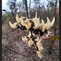 Safed Palash Tesu , Butea monosperma (White)- Plant