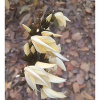 Safed Palash Tesu , Butea monosperma (White)- Plant
