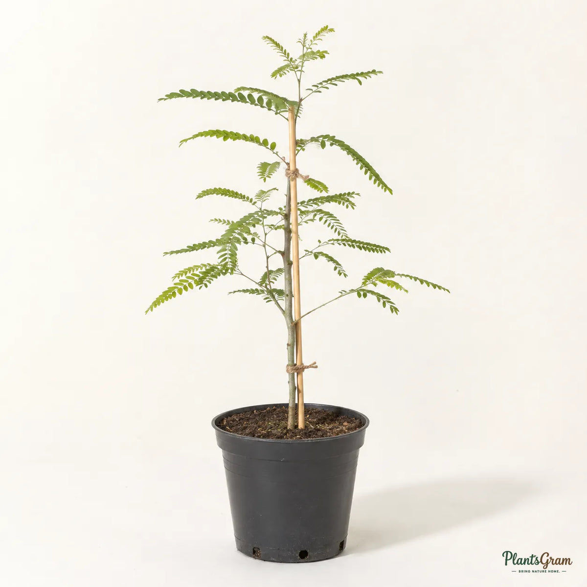 Star Gooseberry (Phyllanthus acidus)