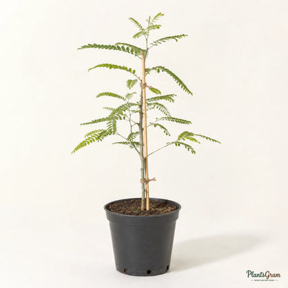 Star Gooseberry (Phyllanthus acidus)