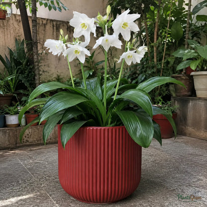 Eucharis Lily (Amazon Lily) bulb product photo