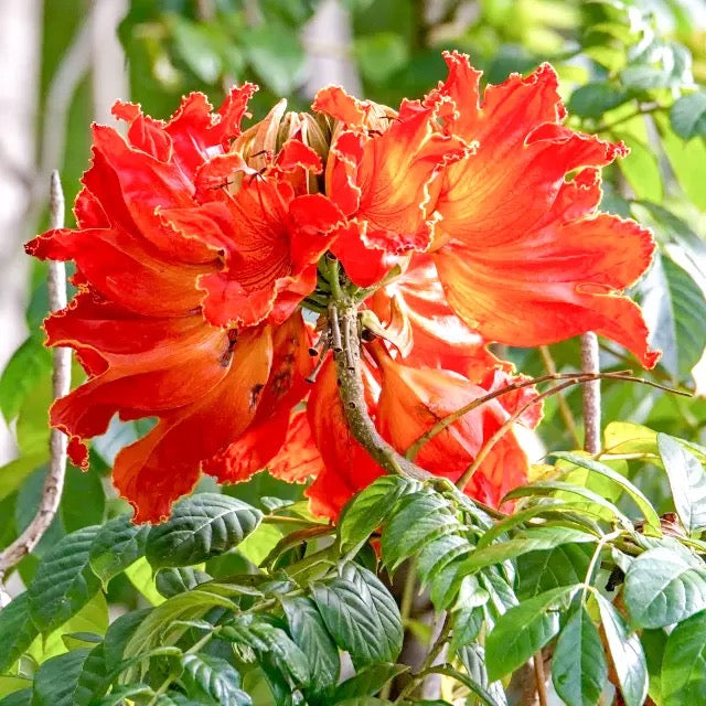 Spathodea Campanulata (African Tulip Tree)