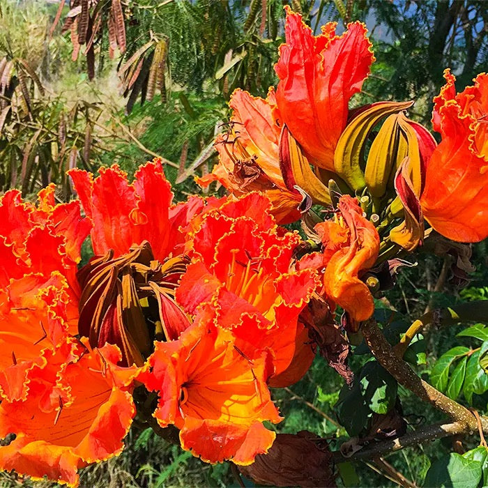 Spathodea Campanulata (African Tulip Tree)