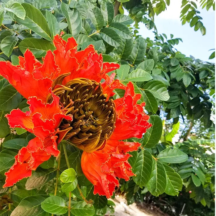 Spathodea Campanulata (African Tulip Tree)