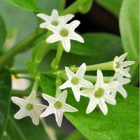 Raat Rani | Night Blooming Jasmine – Plants