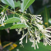 Raat Rani | Night Blooming Jasmine – Plants