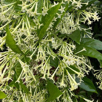 Raat Rani | Night Blooming Jasmine – Plants