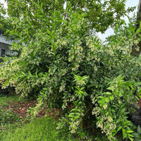 Raat Rani | Night Blooming Jasmine – Plants