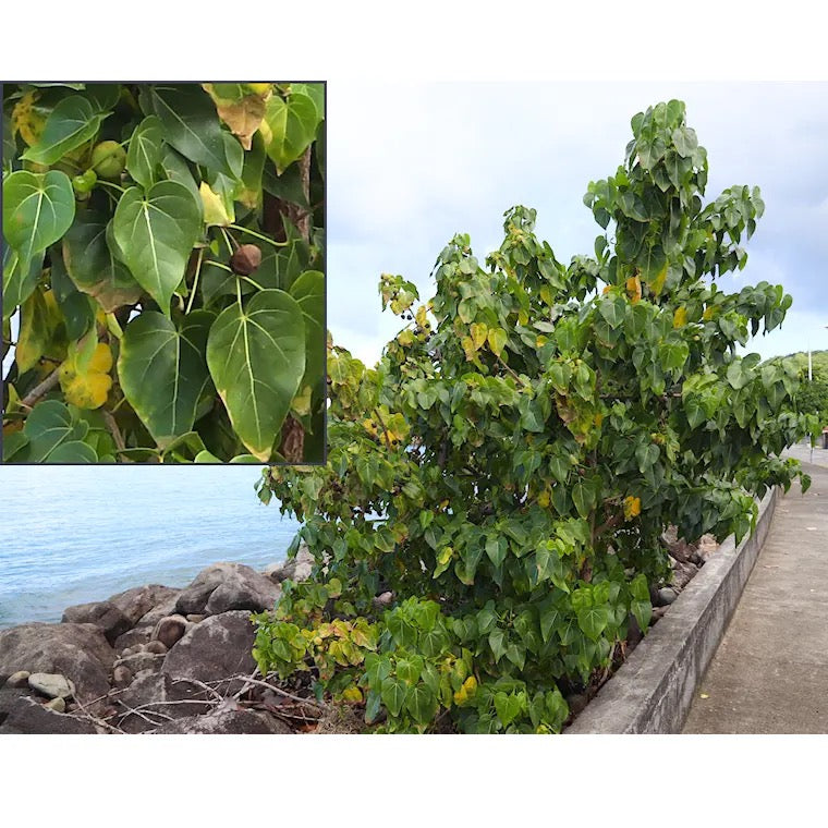 Paras peepal, Thespesia populnea, Indian Tulip Tree