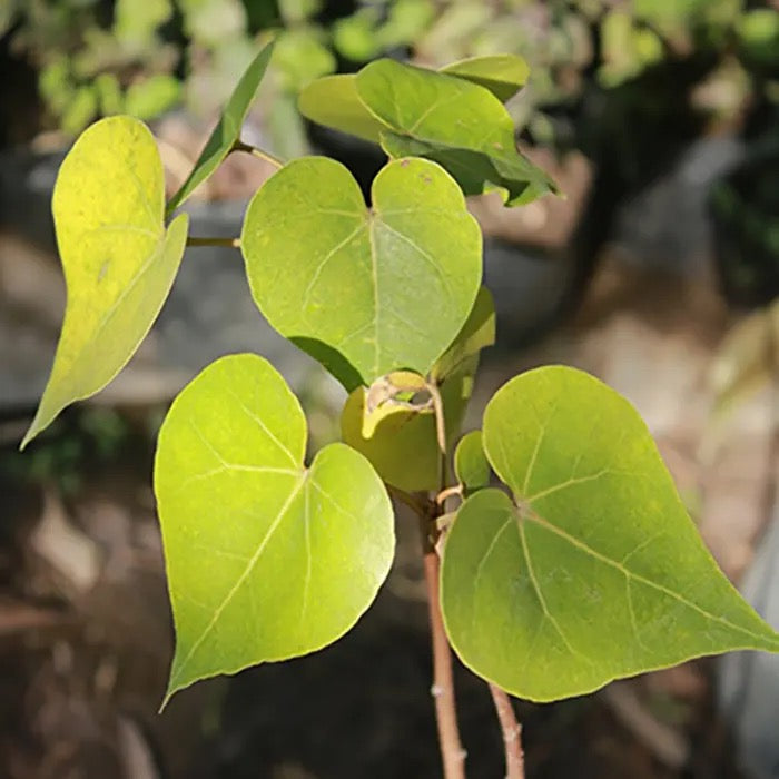 Paras peepal, Thespesia populnea, Indian Tulip Tree