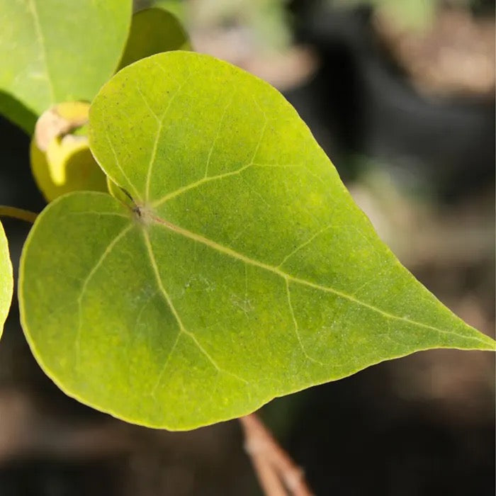 Paras peepal, Thespesia populnea, Indian Tulip Tree