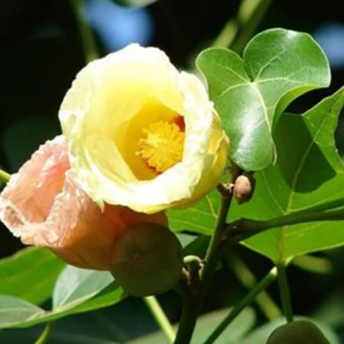 Paras peepal, Thespesia populnea, Indian Tulip Tree