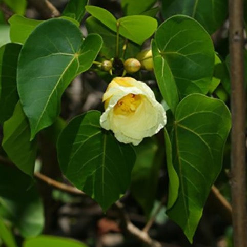 Paras peepal, Thespesia populnea, Indian Tulip Tree