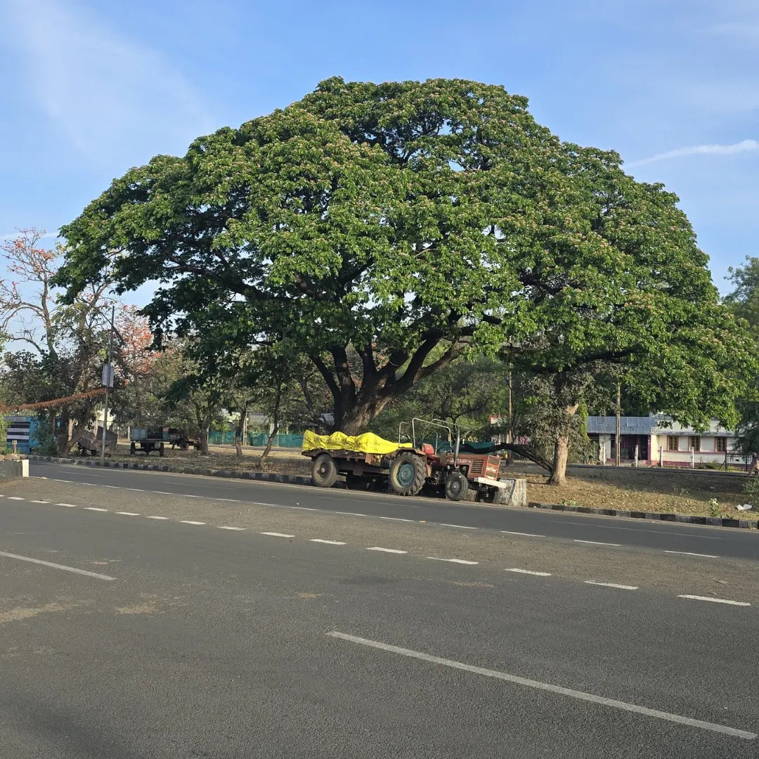 Samanea saman, Rain Tree, Monkeypod Tree
