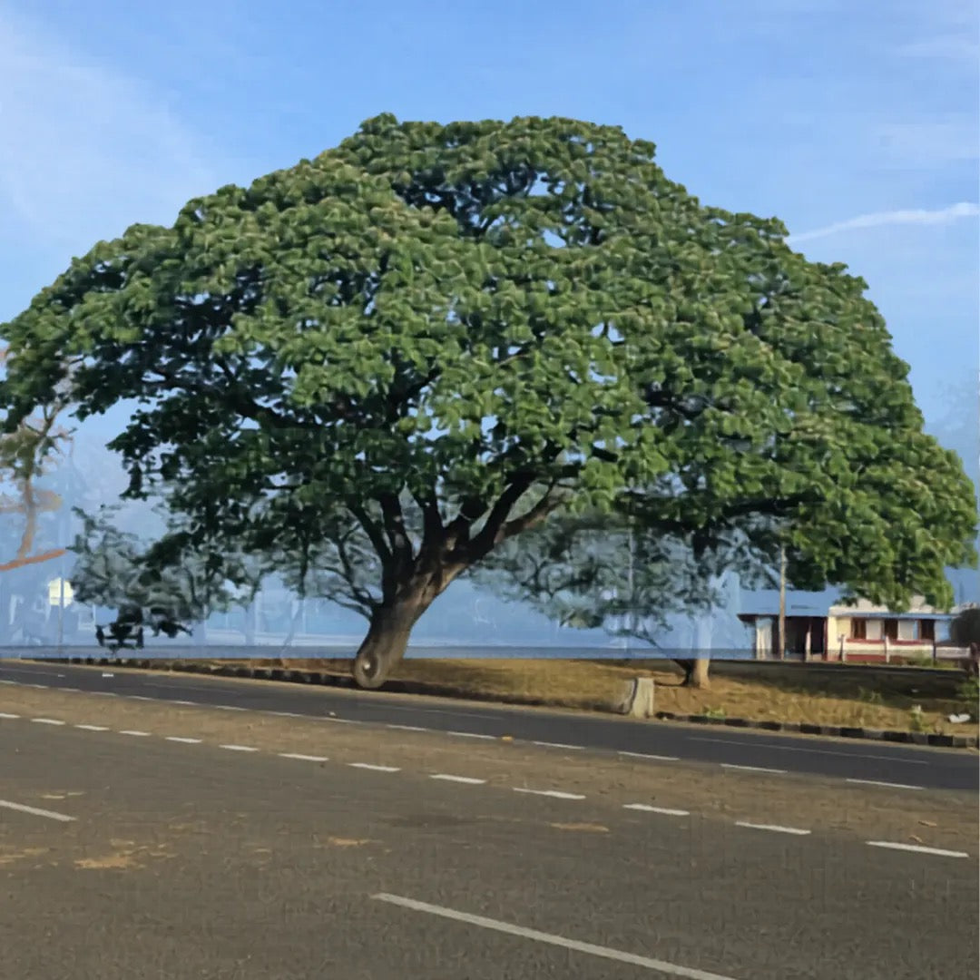 Samanea saman, Rain Tree, Monkeypod Tree